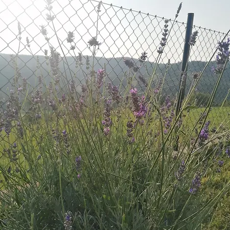 Holiday home Tara Suncani Sjaj-planinska Kuca Sljivovica (Zlatibor)